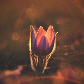 Spring flowers. Beautifully blossoming pasque flower and sun with a natural colored background. (Pulsatilla grandis)