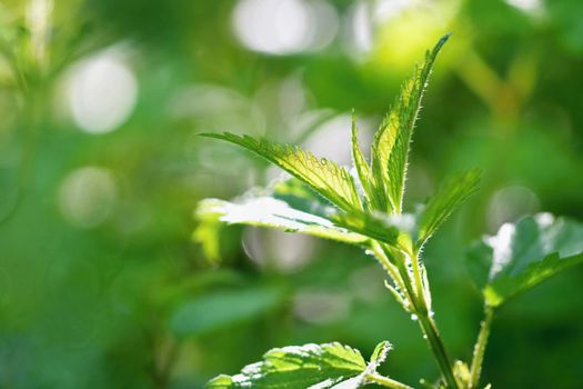 Beautiful nettle in nature with sun. (Urtica dioica)