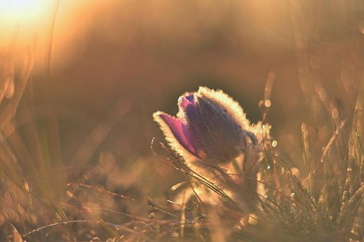 Spring flowers. Beautifully blossoming pasque flower and sun with a natural colored background. (Pulsatilla grandis)