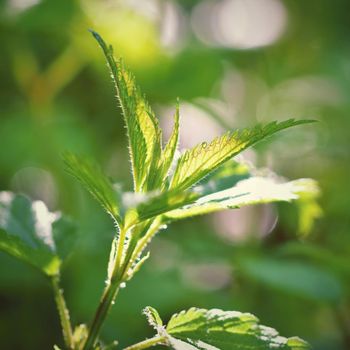Beautiful nettle in nature with sun. (Urtica dioica)