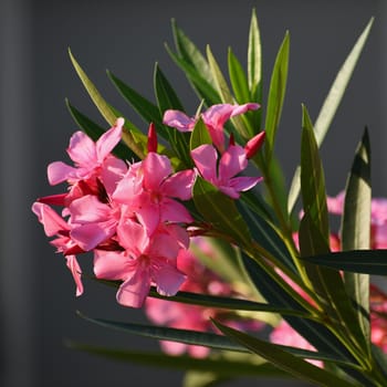 Beautiful flowering pink oleander. A poisonous, nice plant in the Mediterranean.
(Nerium oleander)