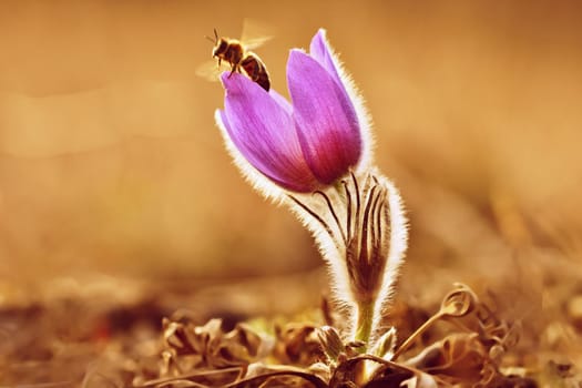 Spring flowers. Beautifully blossoming pasque flower and sun with a natural colored background. (Pulsatilla grandis)