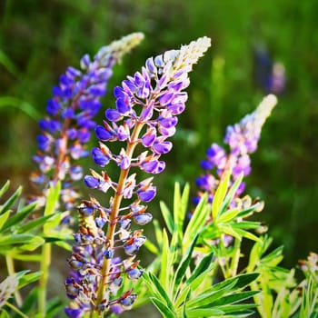 Beautiful purple flowers. Meadow at sunset. Natural colorful background.