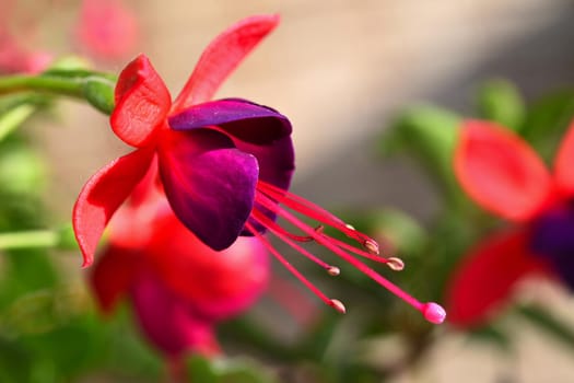 Flower. Beautiful blossoming fuchsia. Natural colorful blurred background. (Fuchsia)