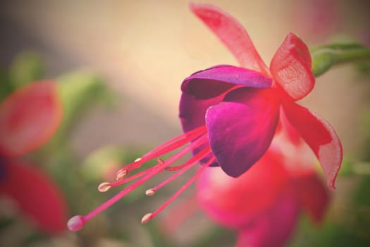 Flower. Beautiful blossoming fuchsia. Natural colorful blurred background. (Fuchsia)