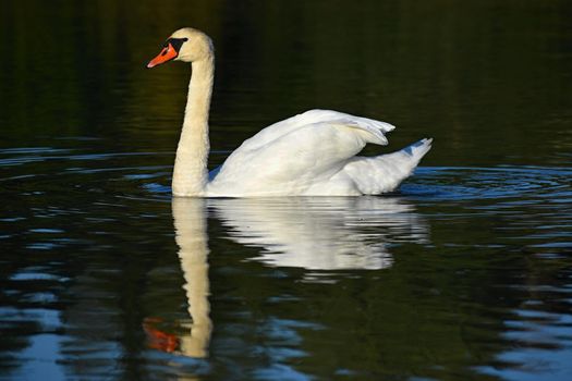 Beautifully young swan (Cygnus olor)