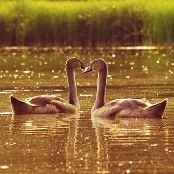 Beautiful swan cubs at the pond. Beautiful natural colored background with wild animals. 