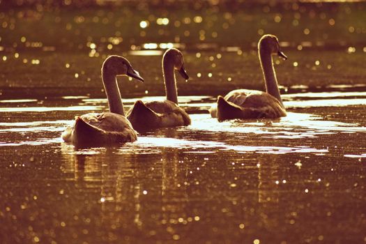Beautiful swan cubs at the pond. Beautiful natural colored background with wild animals. 