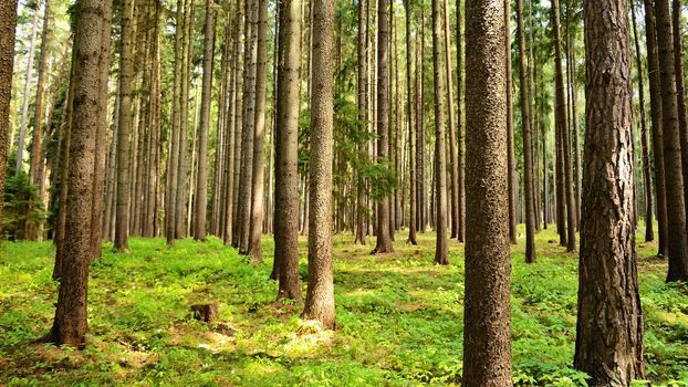 Trees in the forest Forest and natural backdrop for relaxation and recreation in nature. Springtime