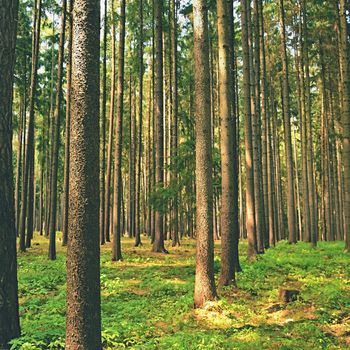 Trees in the forest Forest and natural backdrop for relaxation and recreation in nature. Springtime