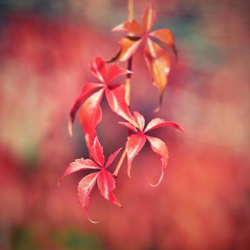 Autumn. Beautiful colorful leaves on trees in autumn time. Natural seasonal color background. 