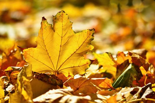 Autumn. Beautiful colorful leaves on trees in autumn time. Natural seasonal color background. 