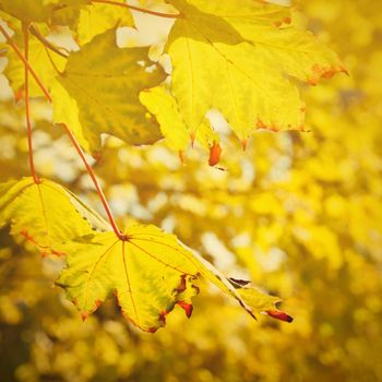 Autumn. Natural seasonal colored leaves. Colorful foliage in the park.