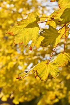 Autumn. Natural seasonal colored leaves. Colorful foliage in the park.