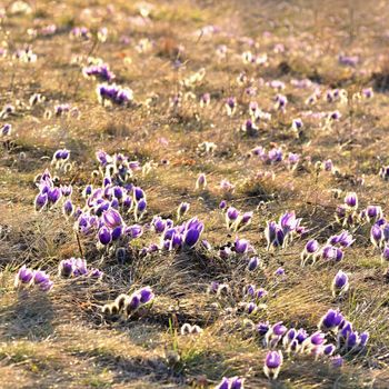 Spring flowers. Beautifully blossoming pasque flower and sun with a natural colored background. (Pulsatilla grandis)