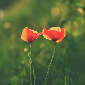 Beautiful flowering poppy in green grass in field (Papaveraceae)