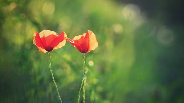 Beautiful flowering poppy in green grass in field (Papaveraceae)