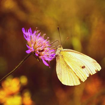 Beautiful butterfly on flower. Natural colorful background. (Pieris brassicae)