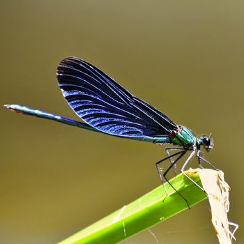 Closeup of dragonfly Calopteryx virgo