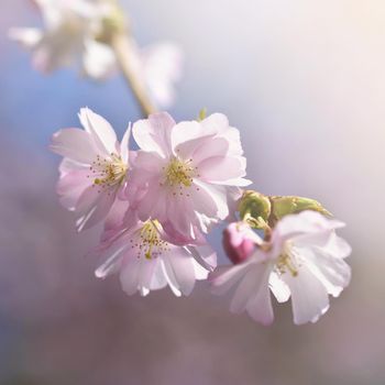 Beautiful blossom tree. Nature scene with sun in Sunny day. Spring flowers. Abstract blurred background in Springtime. 