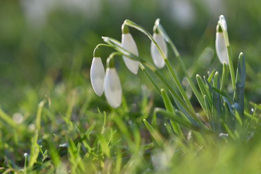 Spring flowers - snowdrops. Beautifully blooming in the grass at sunset. Amaryllidaceae - Galanthus nivalis