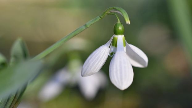 Spring flowers - snowdrops. Beautifully blooming in the grass at sunset. Amaryllidaceae - Galanthus nivalis