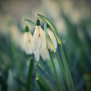 Spring flowers - snowdrops. Beautifully blooming in the grass at sunset. Amaryllidaceae - Galanthus nivalis