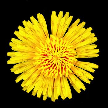 Dandelion flower. isolated on pure black background