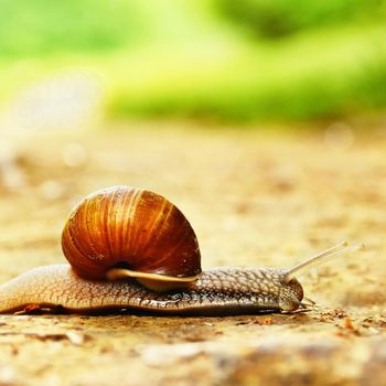 Beautiful snail crawling across the road in the countryside. Natural colored blurred background.