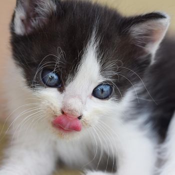 Beautiful small kitten with blue eyes. Playing at home.