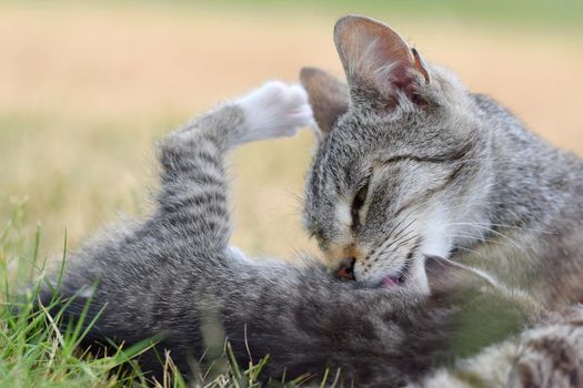 Beautiful small kitten with blue eyes. Playing at home.
