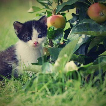 Beautiful small kitten with blue eyes. Playing at home.