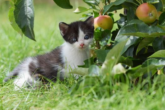 Beautiful small kitten with blue eyes. Playing at home.