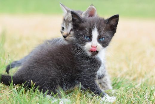 Beautiful small kitten with blue eyes. Playing at home.