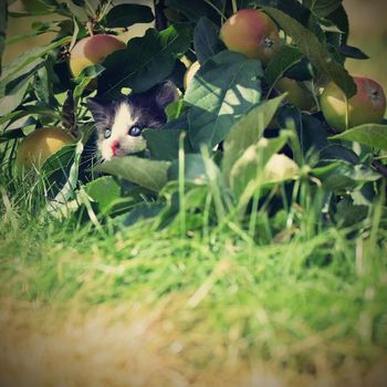 Beautiful small kitten with blue eyes. Playing at home.