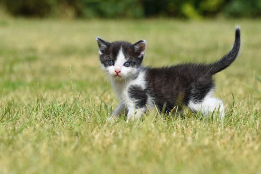 Beautiful small kitten with blue eyes. Playing at home.