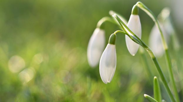 Spring flowers - snowdrops. Beautifully blooming in the grass at sunset. Amaryllidaceae - Galanthus nivalis