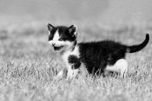 Beautiful small kitten with blue eyes. Playing at home.