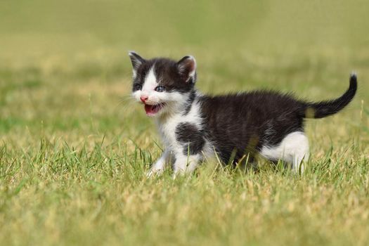 Beautiful small kitten with blue eyes. Playing at home.