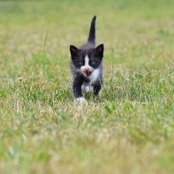 Beautiful small kitten with blue eyes. Playing at home.