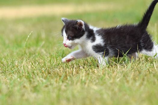 Beautiful small kitten with blue eyes. Playing at home.