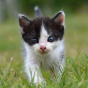 Beautiful small kitten with blue eyes. Playing at home.