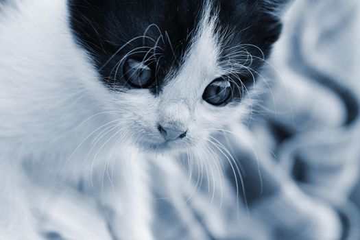 Beautiful small kitten with blue eyes. Playing at home.