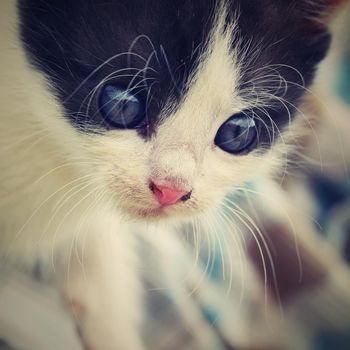 Beautiful small kitten with blue eyes. Playing at home.