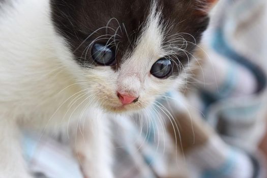 Beautiful small kitten with blue eyes. Playing at home.