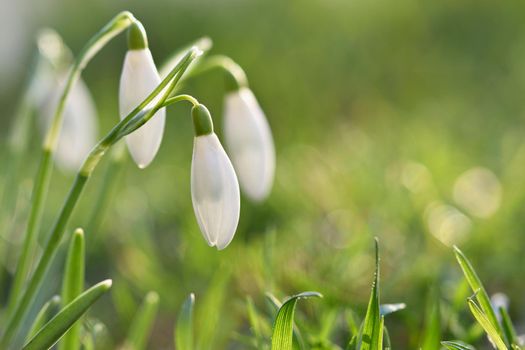 Spring flowers - snowdrops. Beautifully blooming in the grass at sunset. Amaryllidaceae - Galanthus nivalis