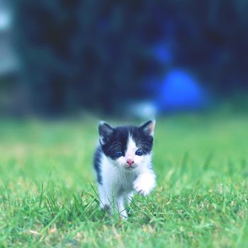 Beautiful small kitten with blue eyes. Playing at home.