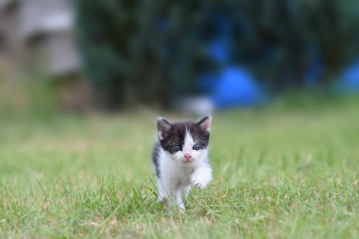 Beautiful small kitten with blue eyes. Playing at home.