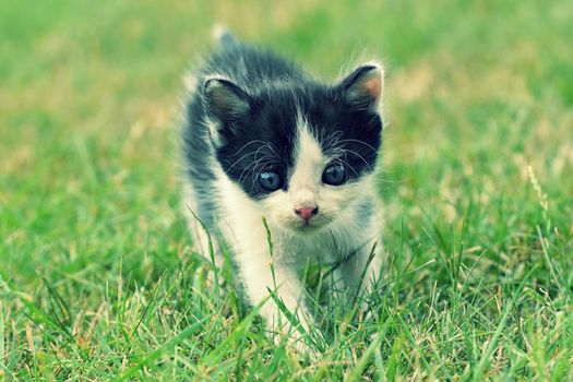 Beautiful small kitten with blue eyes. Playing at home.