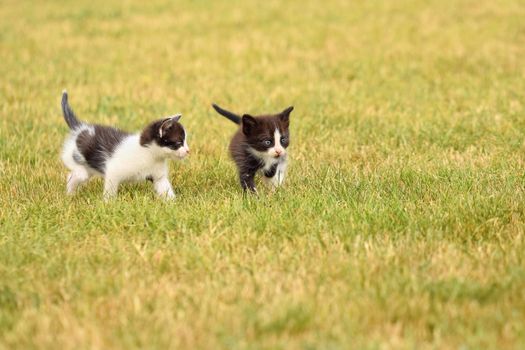 Beautiful small kitten with blue eyes. Playing at home.
